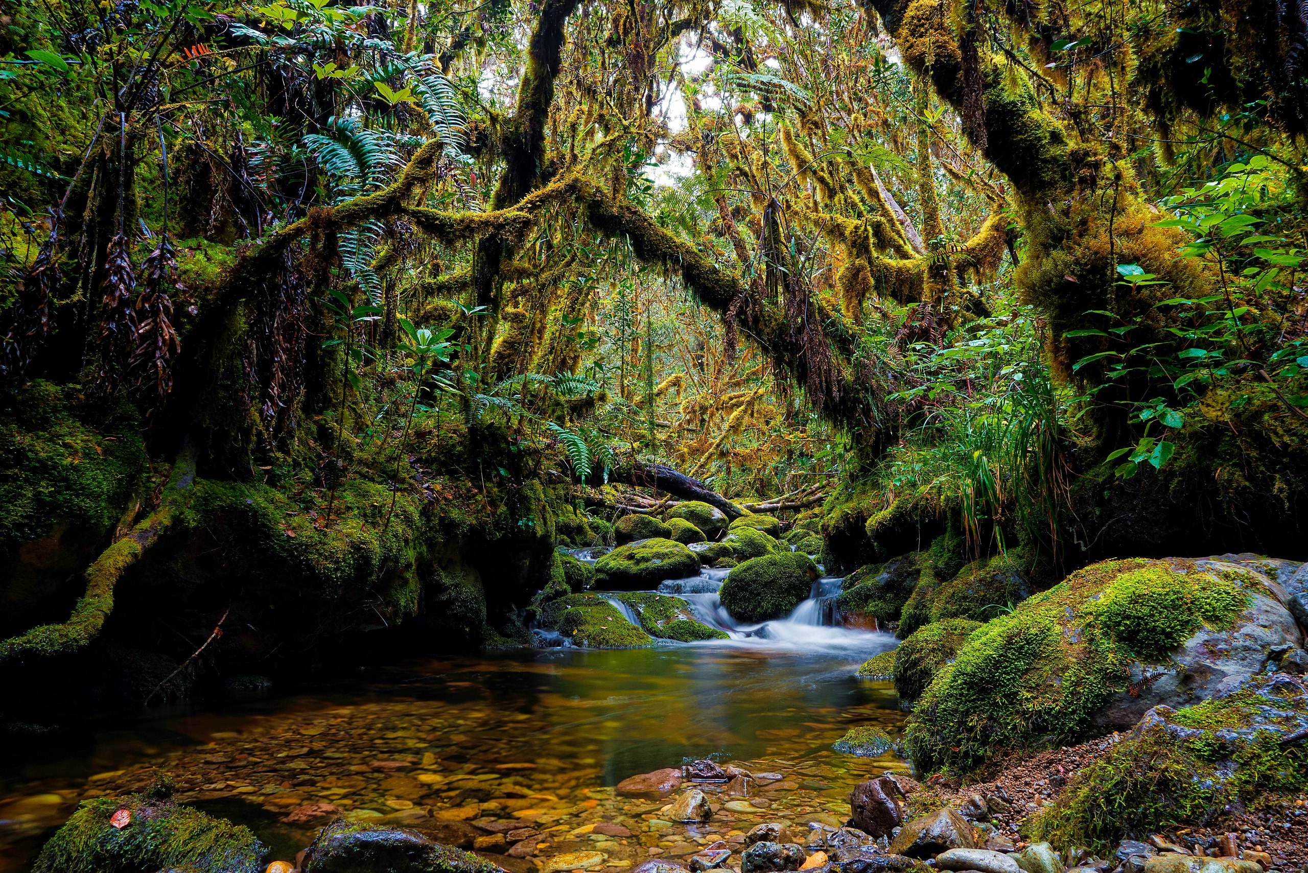 Pemerintah Komitmen Lindungi Kawasan Hutan Nasional