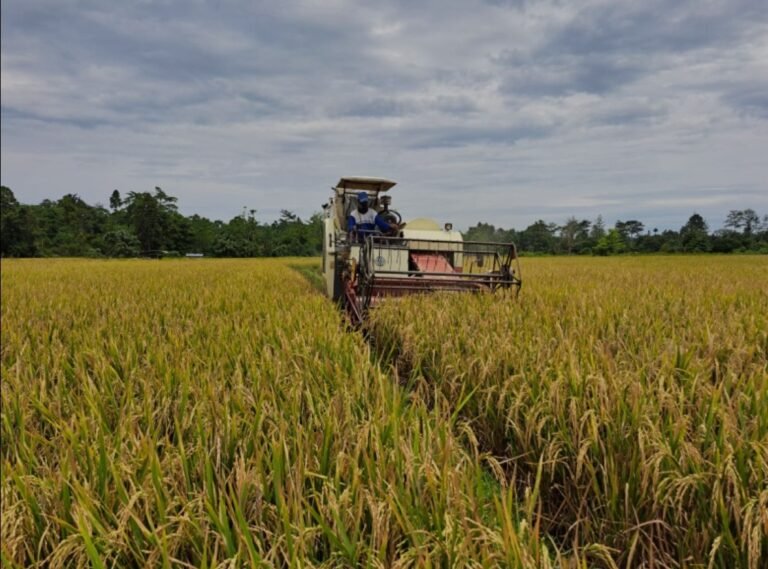 Pemerintah Pastikan Swasembada Pangan Beri Dampak pada Perluasan Lapangan Kerja