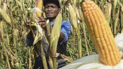 Komitmen Pemerintah Perkuat Ketahanan Pangan Papua Hingga Wilayah Terpencil
